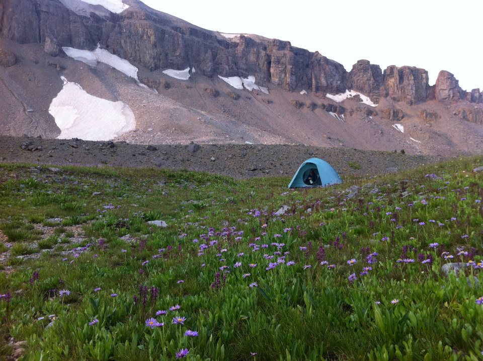A single blue tent sits amidst a green field with purple flowers in front of a snowy mountain range.