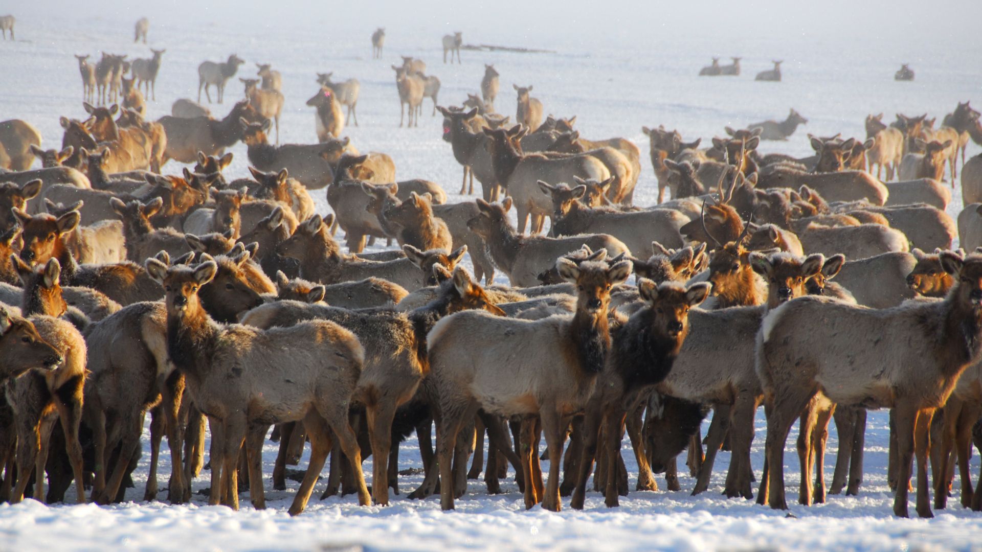 elk refuge jackson hole