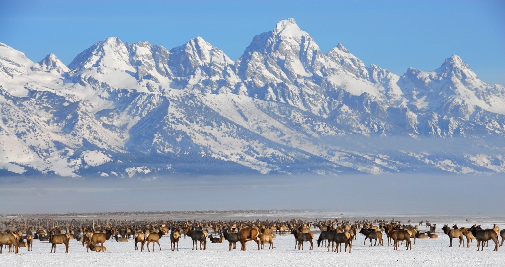 Wyoming National Elk Refuge Sleigh Rides Day Trips Jackson Hole