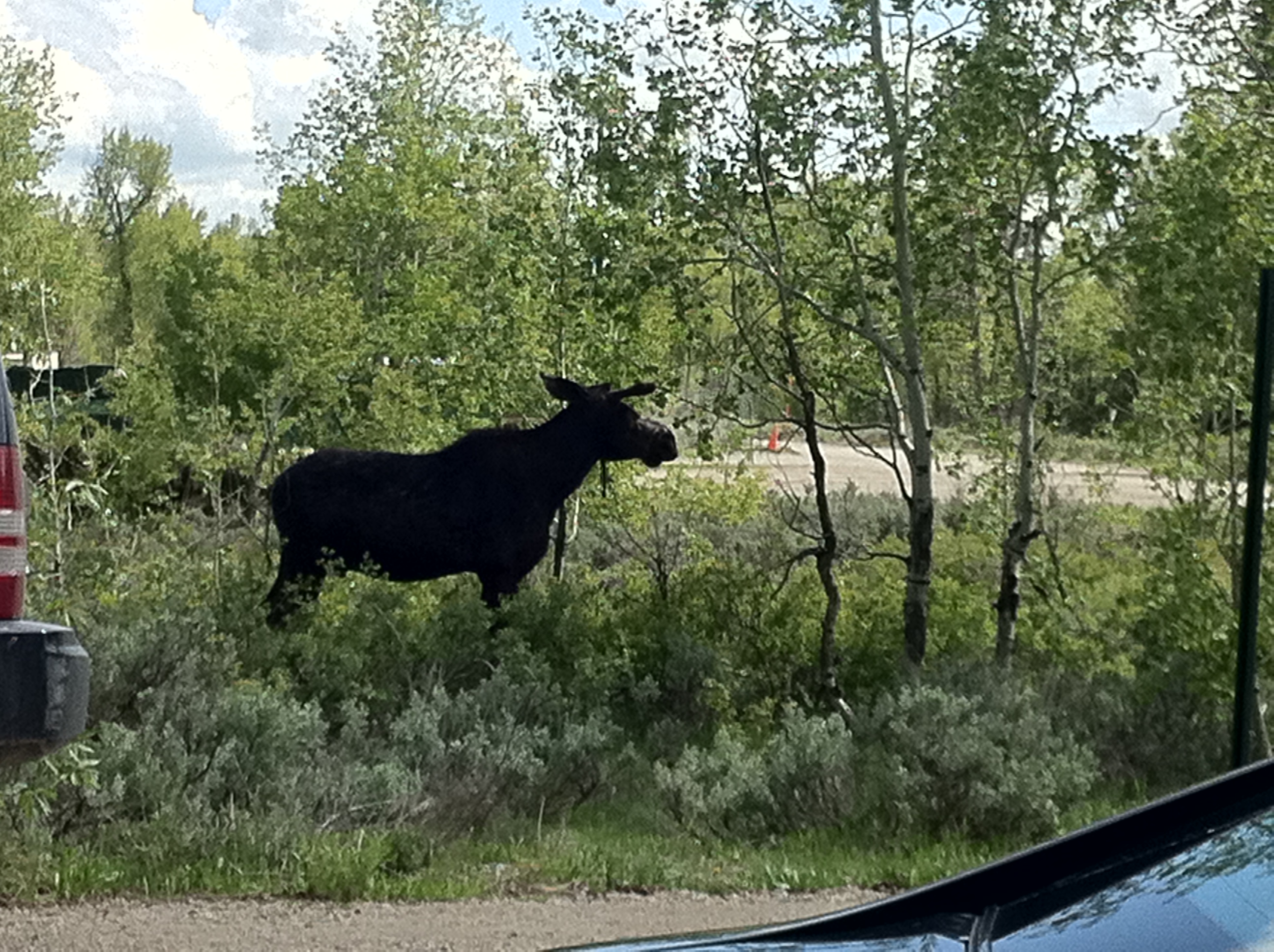 MooseWilson Road A Scenic Drive in Jackson Hole