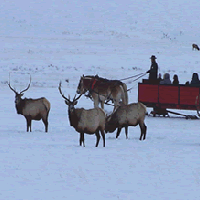 Going for a sleigh ride