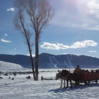 Sunny sleigh ride