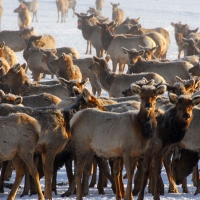 National Elk Refuge Sleigh Rides