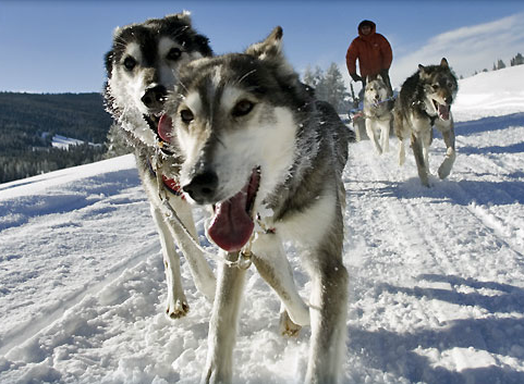 Jackson Hole Iditarod
