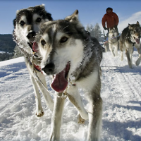 Jackson Hole Iditarod Sled Dog Tours