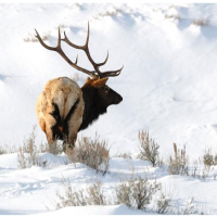 Winter elk
