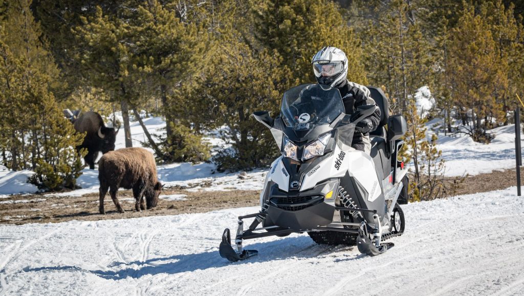Snowmobile Tour Yellowstone with bison