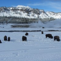 Yellowstone scenery 