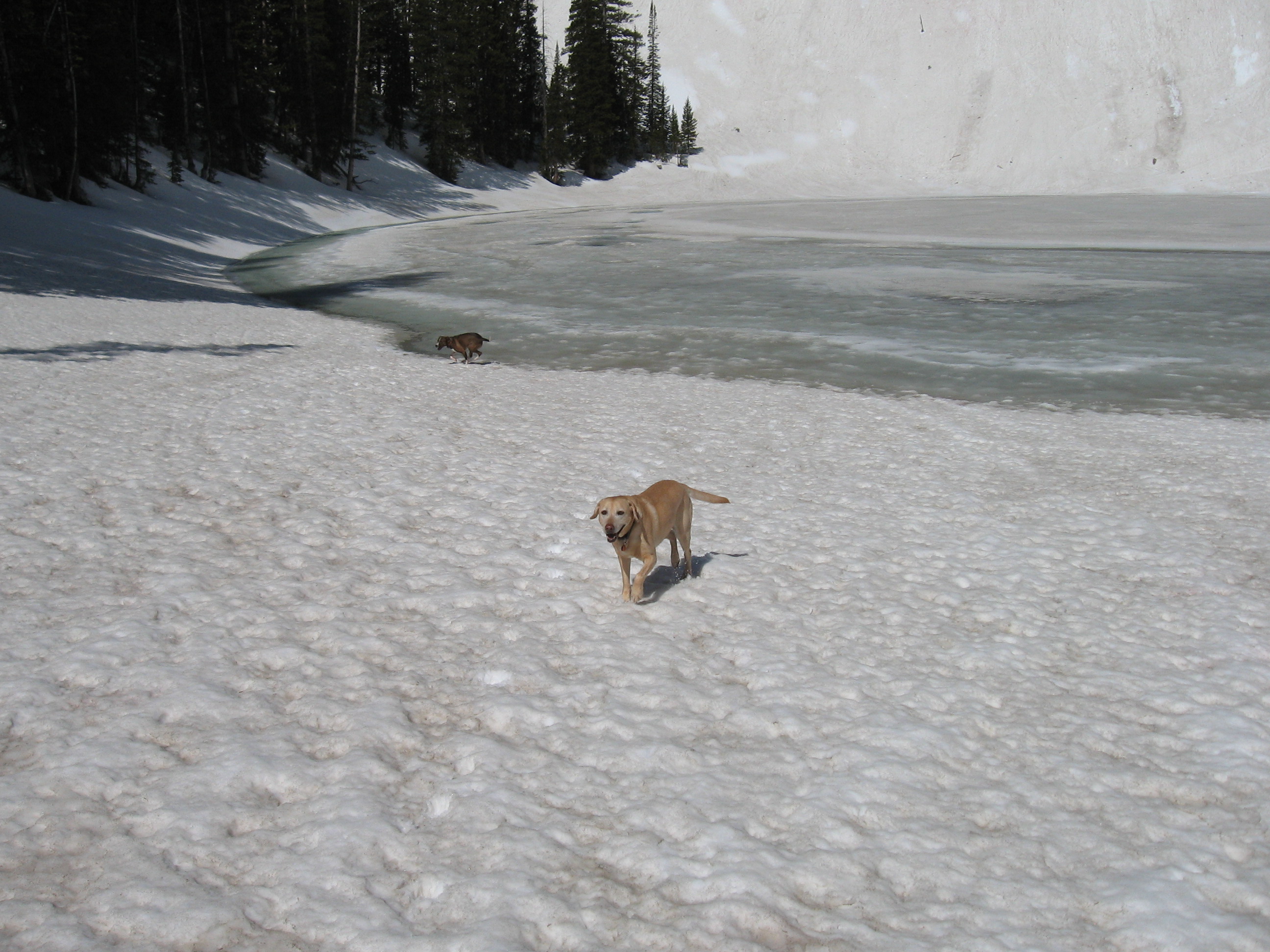 Snow Dog