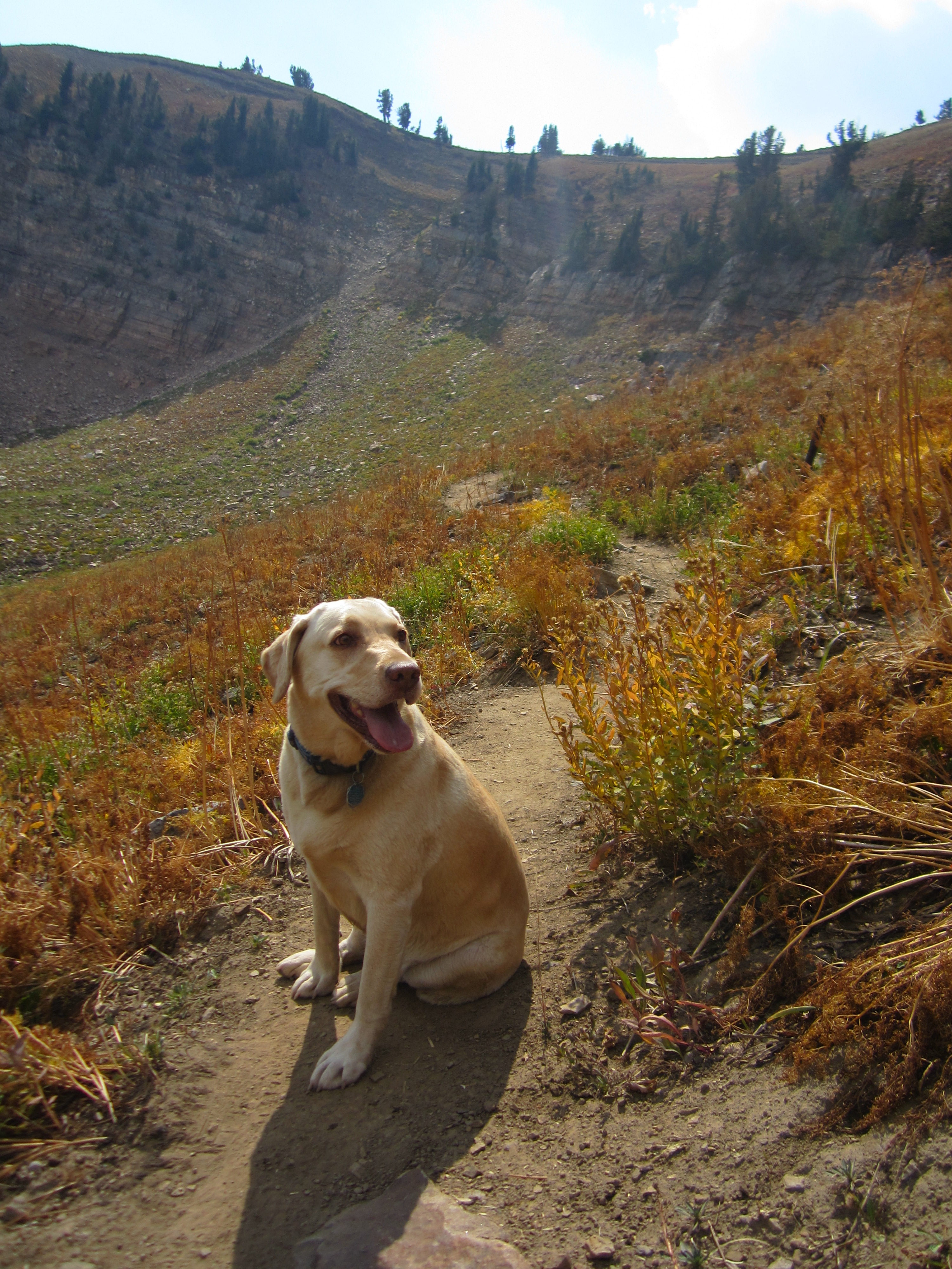 Hiking dog outlet