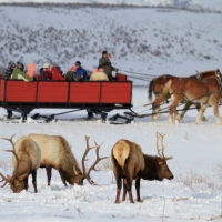 Wildlife Expeditions of Teton Science Schools