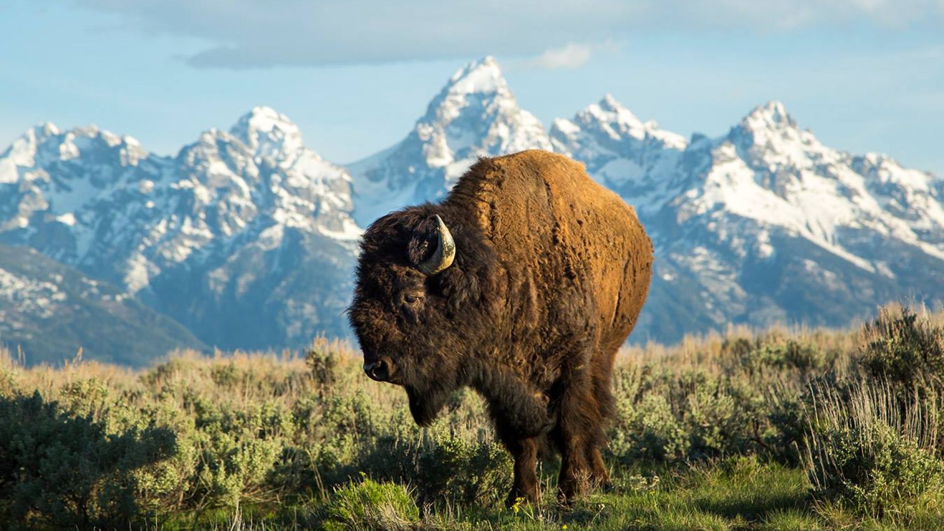 best wildlife tours jackson hole