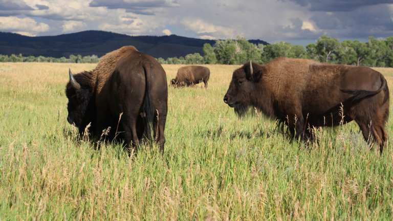 Wildlife Tours