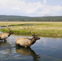 Jackson Hole Wildlife Safaris