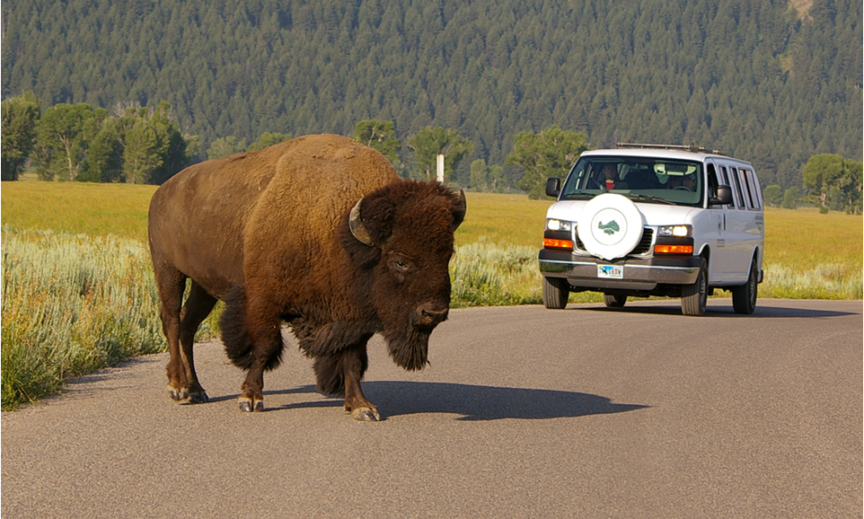 bison on Grand Teton wildlife tour