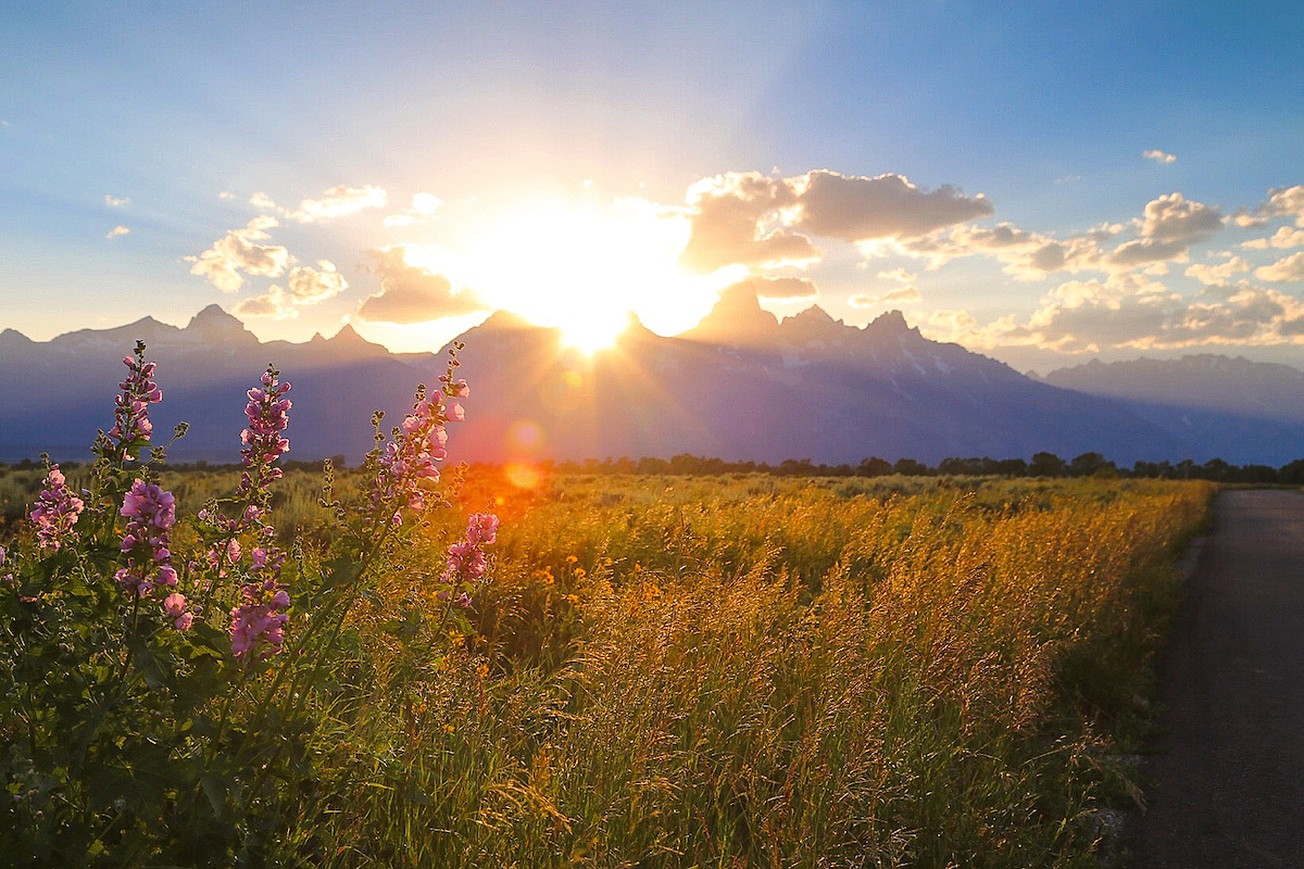 wildflowers and tetons jackson wy