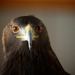 Raptorfest 2017 In Jackson Hole Wyoming