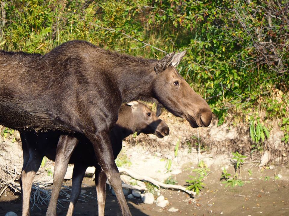 baby moose