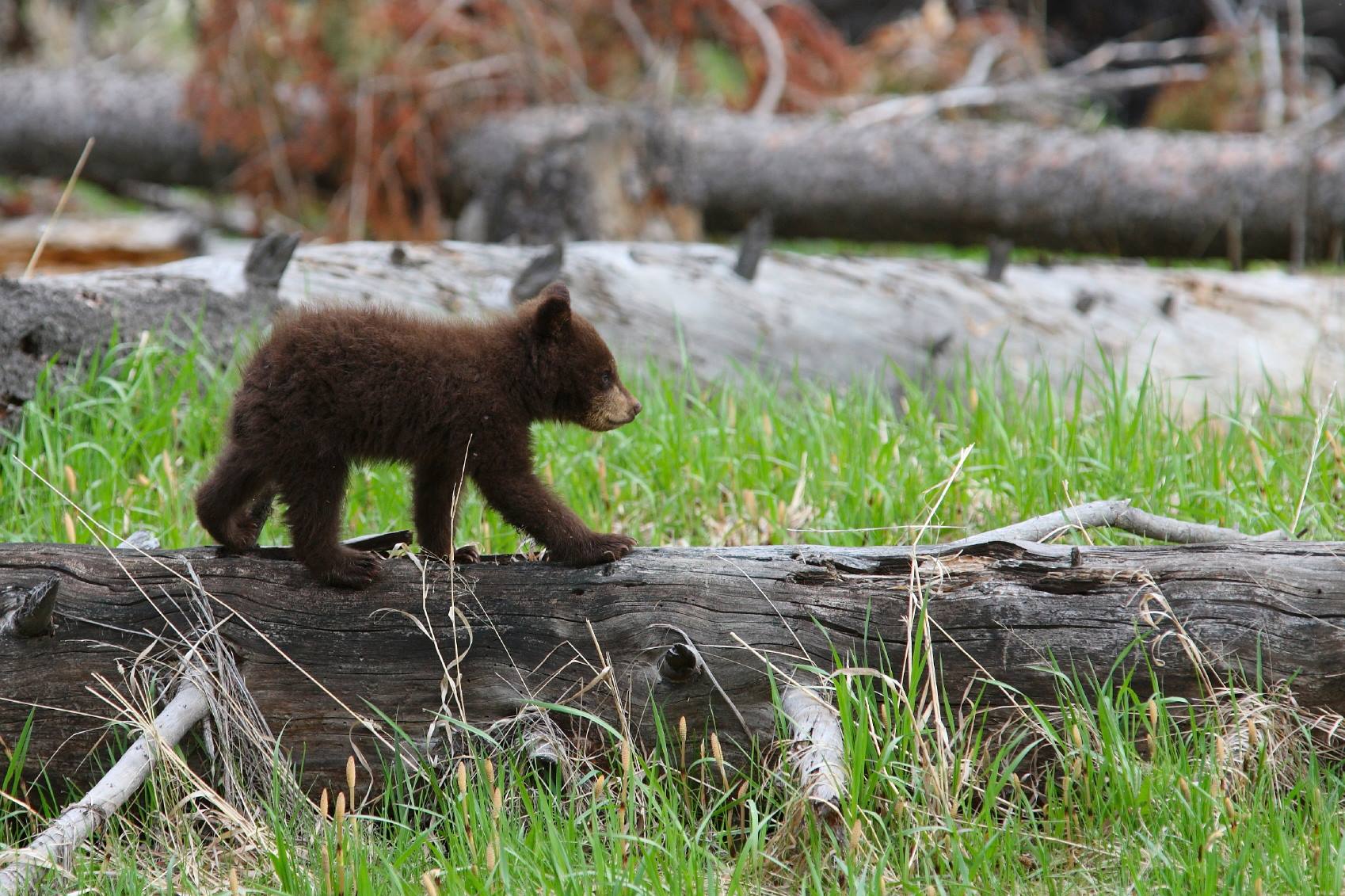 Go On A Spring Safari in Grand Teton National Park Jackson Hole WY