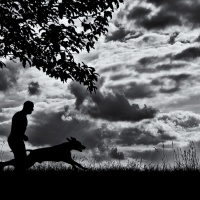 Tips for Visiting Jackson Hole with Your Dog