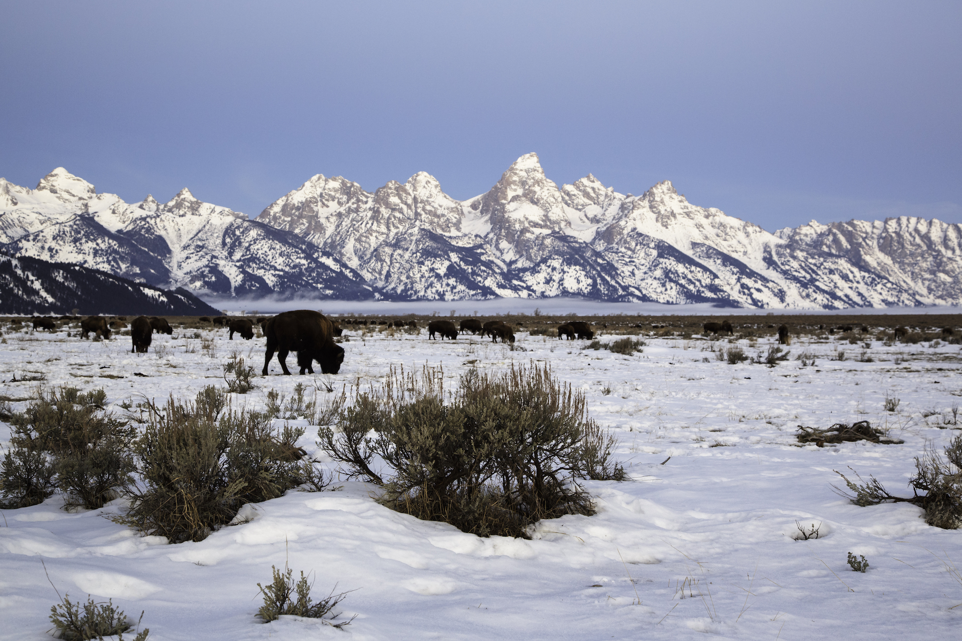 grand tetons and bison