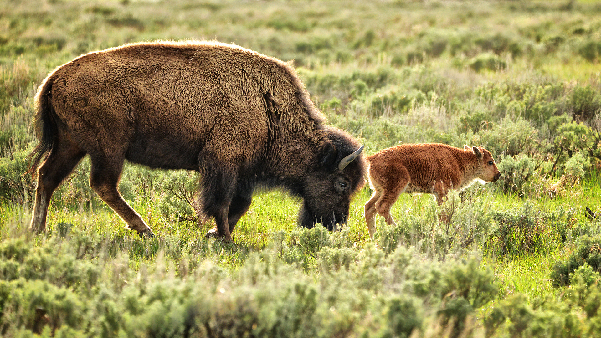 bison mom and baby in yellowstone