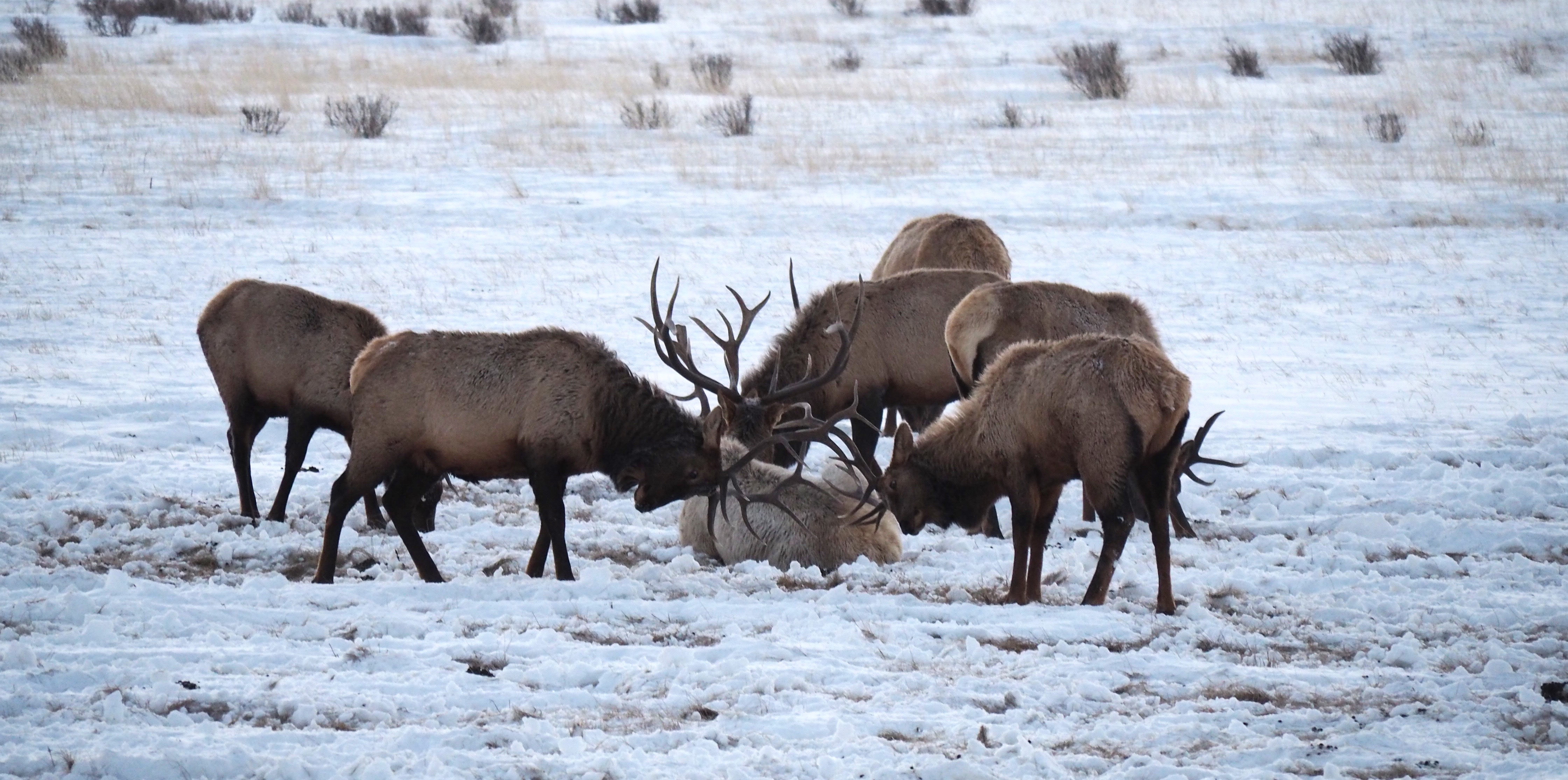 Elk in Jackson Hole