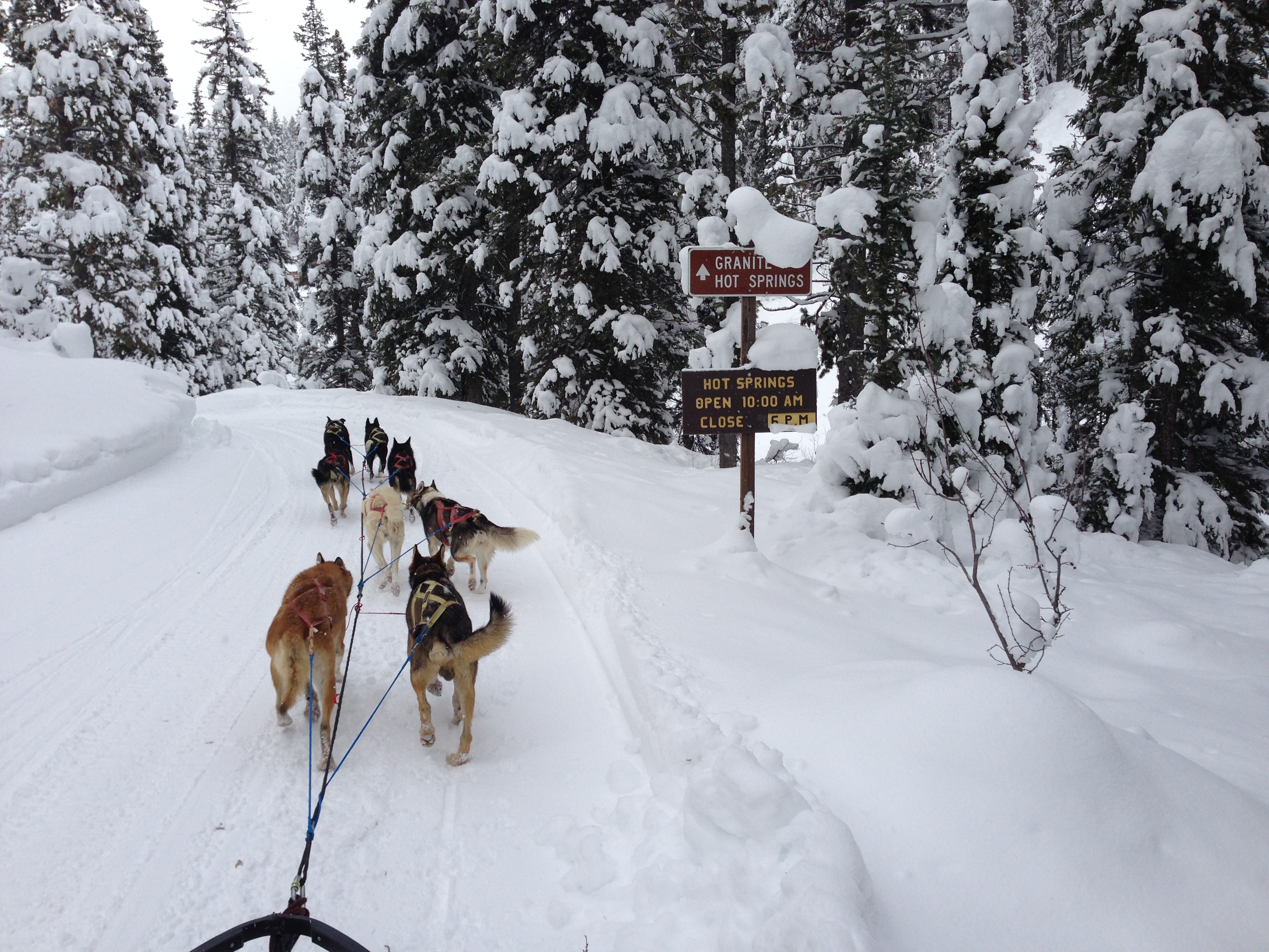 dog sledding tour