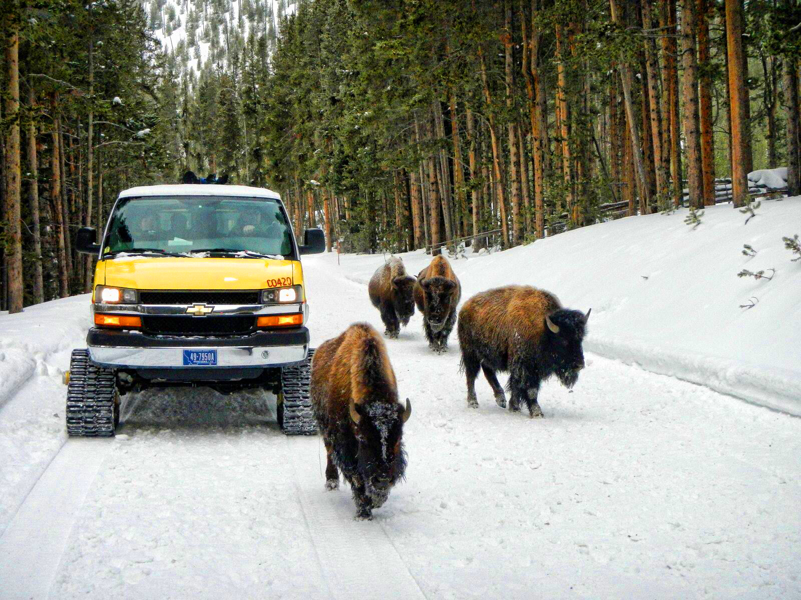 yellowstone snowcoach tours from jackson hole wyoming