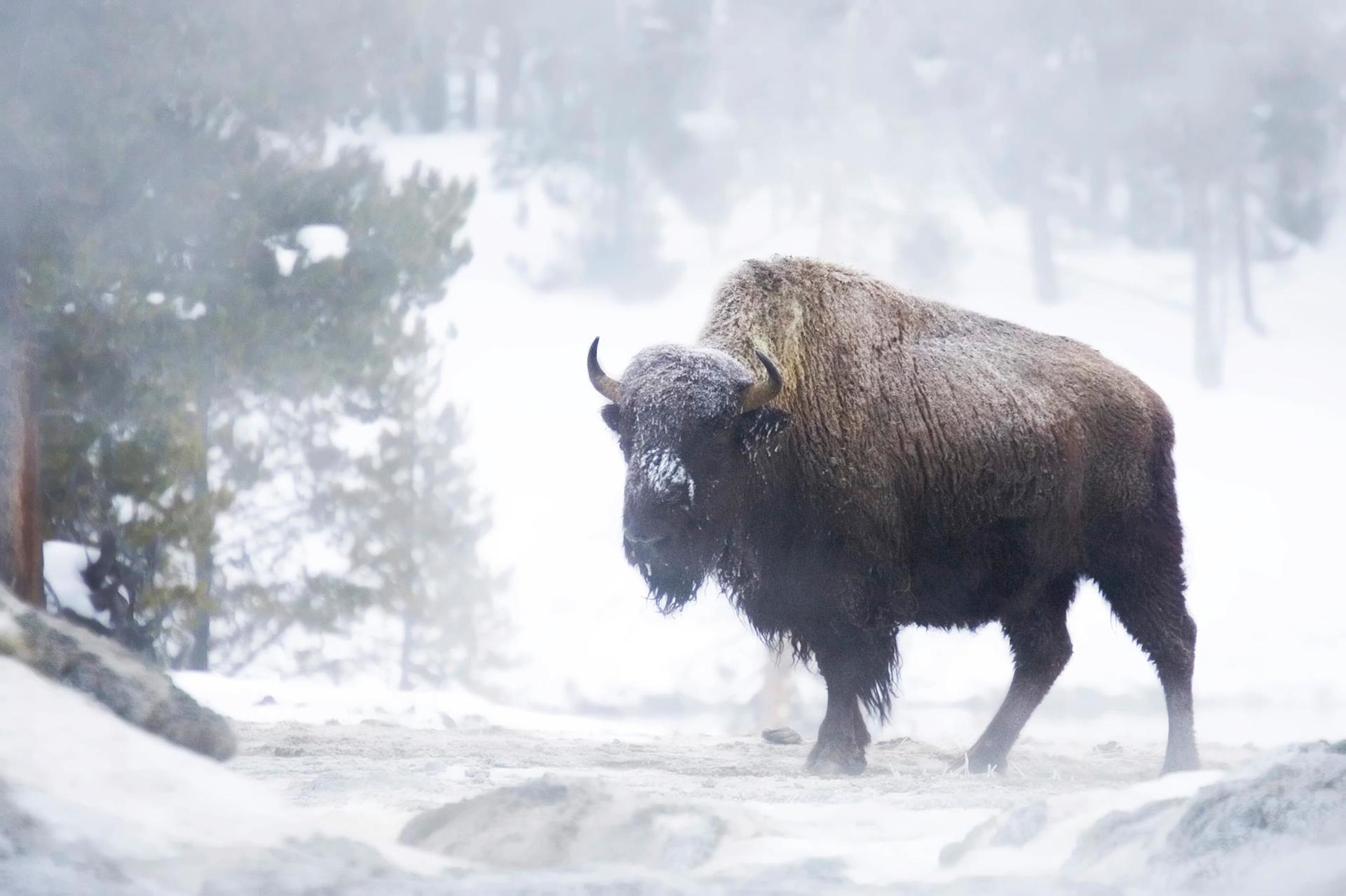 bison and winter wildlife in Yellowstone