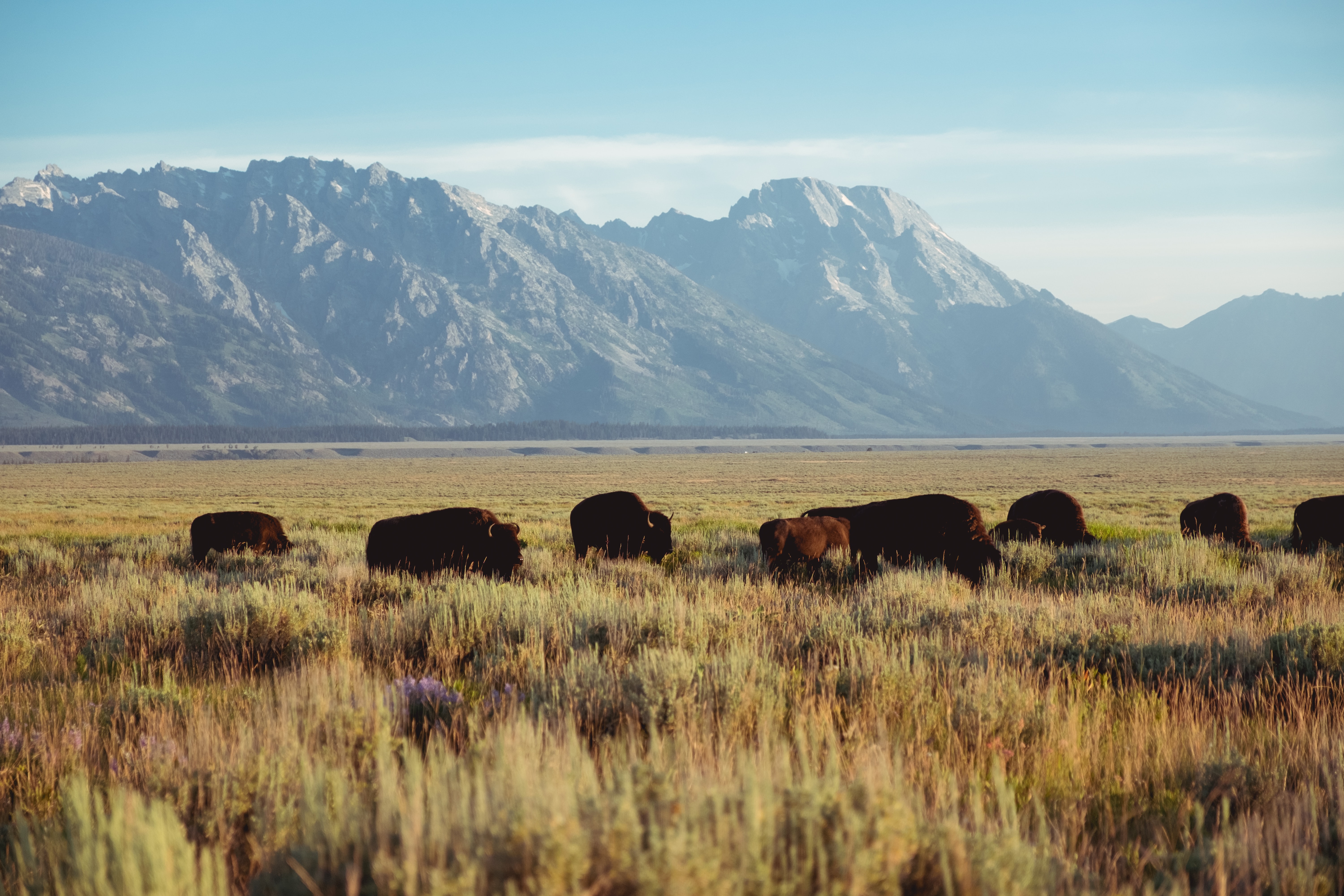 Herd of bison graze in a field in front of mountains in Grand Teton National Park.