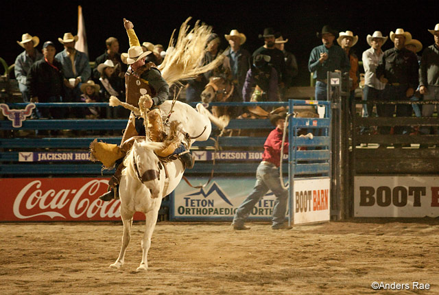 A cowboy rides a bucking white horse as spectators look on during a rodeo in Jackson Hole, WY